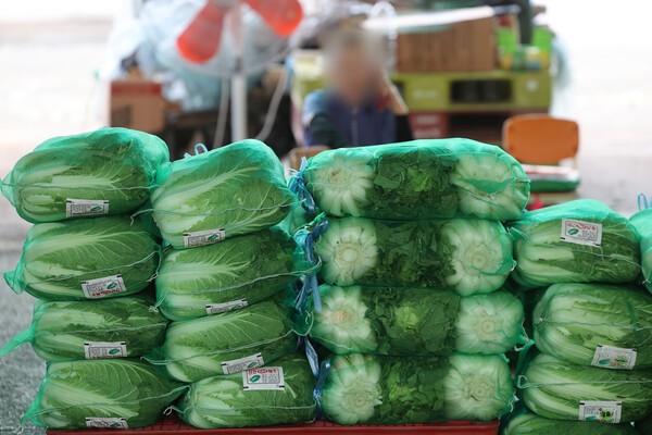 지난주까지 하락하던 배춧값이 다시 치솟고 있다. 연합뉴스