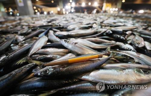 공동어시장에서 위판되고 있는 새끼 고등어(치어)의 모습. 연합뉴스