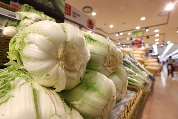 ▶ 기상 악화에 따른 작황부진으로 배추 가격이 급등하고 있다.ⓒ연합뉴스