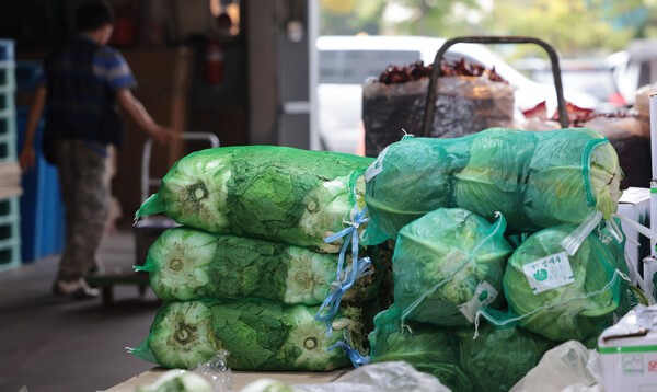 올해 배추가격 폭등이 정부의 근시안적 대책 마련에 기인했다는 지적이 나왔다. 연합뉴스