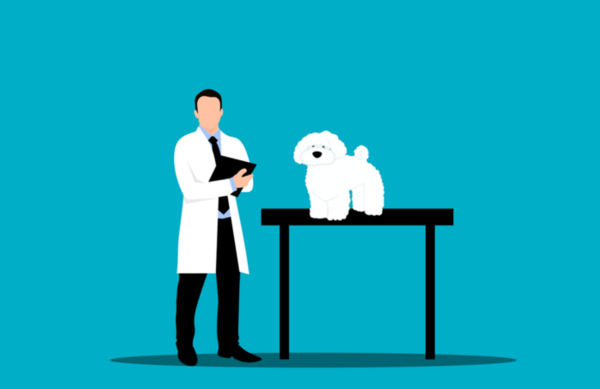 ▶ 펫보험 이미지. [출처=픽사베이]