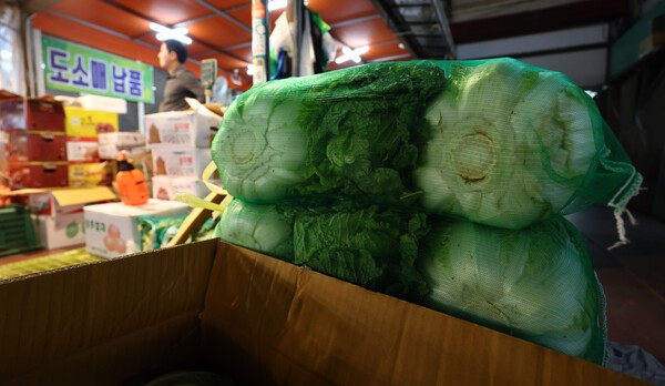 서울 마포농수산물시장에 배추가 진열돼 있다. 연합뉴스