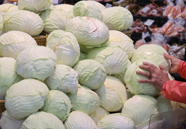 서울 한 대형마트에 양배추가 진열돼 있다. 연합뉴스