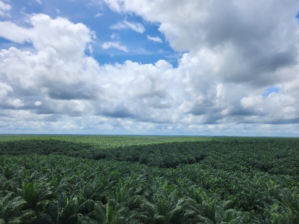 인도네시아 팜 농장 전경사진. [제공=포스코인터]