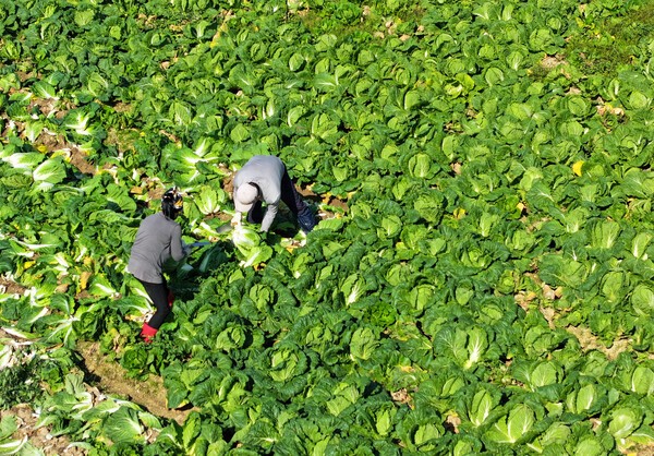 강원 영월군이 김장철 배추 수급 안정을 위해 가을배추 재배 농가에 농약과 영양제를 긴급 지원했다. 연합뉴스