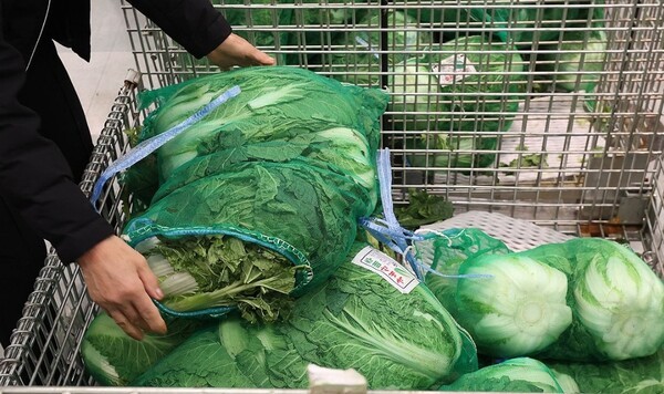 배추 포기당 소매가격이 3000원 아래로 떨어지며 김장철 배춧값이 안정세를 보이기 시작한 것으로 나타났다. [제공=연합]