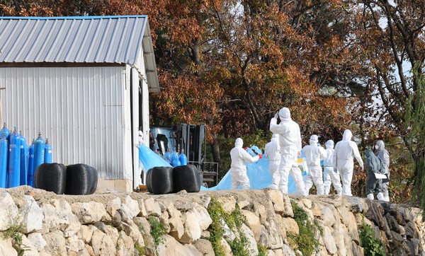 지난 19일 오후 인천 강화군 화도면의 한 육용종계 농장에서 작업이 진행되고 있다. 연합뉴스
