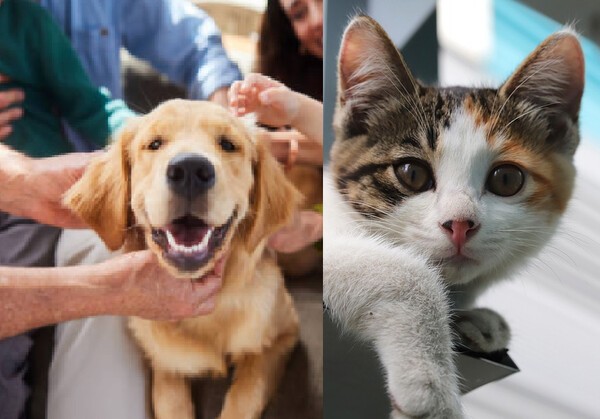 [EBN 자료 사진]  삼성화재가 반려동물을 위한 상품인 '펫보험'과 관련 사업을 공략할 예정이다. 해마다 반려동물을 가족의 일원처럼 여기는 펫팸족(반려동물(Pet)·가족(Family) 합성어)이 늘어나고 있어서다. 