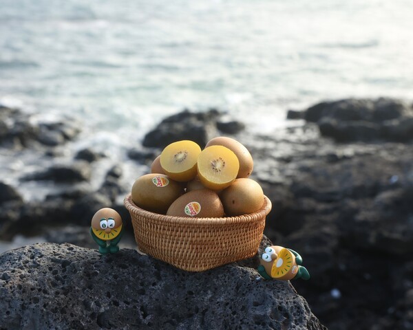 제스프리 제주 썬골드키위가 출하를 시작했다. 제스프리