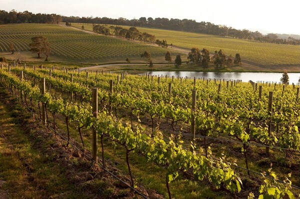 티렐 와이너리 전경. 티렐 와이너리