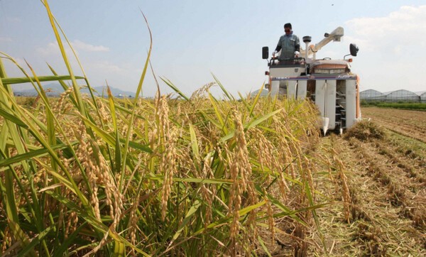 정부가  쌀 산업의 근본적인 구조 전환을 위해 생산 단체와 현장 내용을 공유했다. 연합뉴스