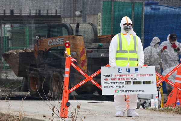 경북 영천 산란종계 농장에서 H5형 AI 항원이 발견됐다. 연합뉴스