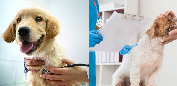 반려동물 인구 1500만 시대, 반려동물과의 생활이 국민 일상 속에 자리잡으면서 반려동물 관련 보험시장이 확장되고 있다. [EBN 자료 사진]