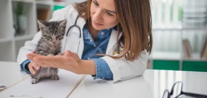 국회 농림축산식품해양수산위원회에 따르면 민간보험사 기준 펫보험 보험료는 연평균 55만원으로 집계된다. 반려동물 관련 서비스 중 최다 이용 영역은 ‘동물병원’으로 나타났다. [EBN 자료 사진]