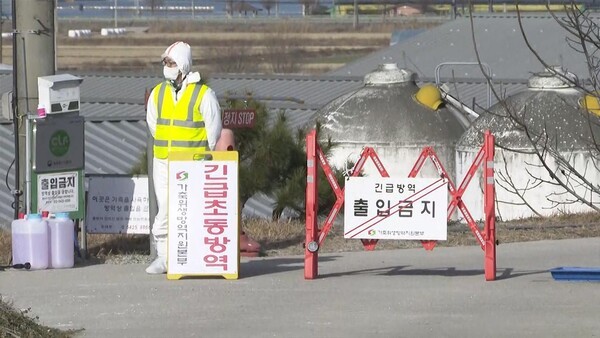 정부가 고병원성 조류인플루엔자 방역 수칙을 위반하는 농가에 대해 무관용 원칙을 적용하기로 했다. 연합뉴스