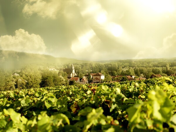 파이퍼하이직 포도밭 전경. [출처=파이퍼하이직 와이너리]