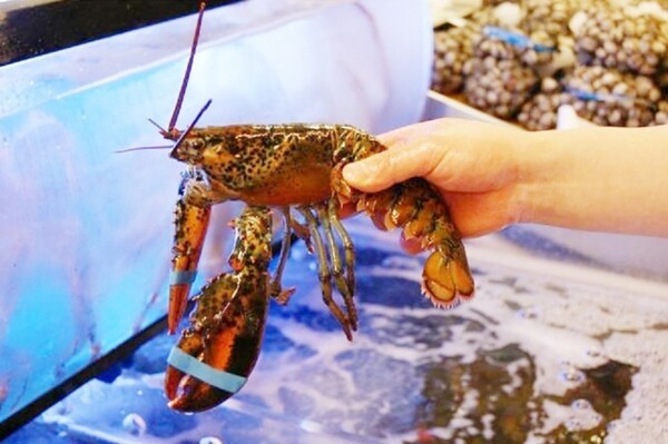 오는 5~6월 수입산 랍스터 가격이 30%가량 폭등할 것으로 예상되고 있다. 한 대형마트에서 직원이 랍스터를 들어올리고 있다. [출처=연합뉴스]