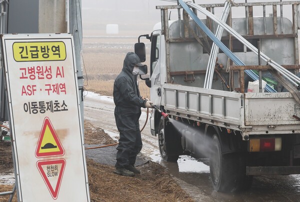 전북 김제시에서 34번째 H5형 조류인플루엔자 항원이 확인됐다. [출처=연합뉴스]