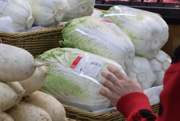 올해 배추가격도 폭등할 가능성이 있는 것으로 우려되고 있다. [출처=연합뉴스]