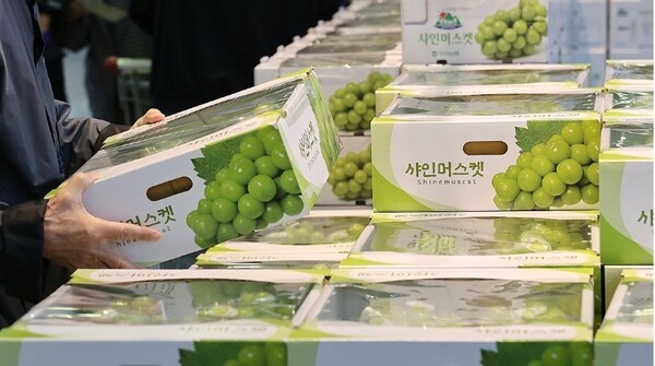 기후 위기와 글로벌 공급망 변화가 농산물 시장에 직접 영향을 미치고 있는 만큼 농산물 가격 정보 사이트 ‘테란(TERAN)’은 농정 패러다임 전환을 예고하는 신호탄이다. 서울의 한 대형마트에서 소비자가 샤인머스캣을 고르고 있다. [출처=연합뉴스]