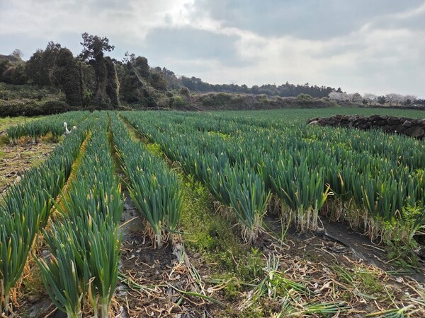 제주 친환경 대파 재배 현장. [출처=초록마을]