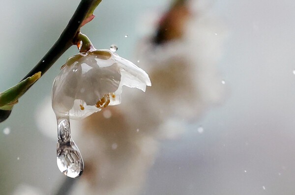 토요일인 12일은 전국이 대체로 흐리고 비가 내리겠다. [출처=연합]