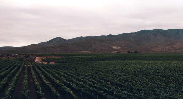 아멜리아 포도밭. [출처=콘차이토로 와이너리]