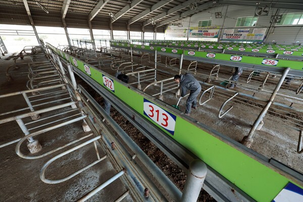 전남 영암군과 무안군을 중심으로 구제역이 지속적으로 확산되면서 정부가 긴급 방역에 나섰다. [출처=연합뉴스]