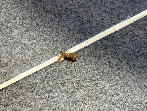 ‘디오네 애견동반 스파펜션’에서 발견된 바퀴벌레 모습. [출처=제보자 A씨]