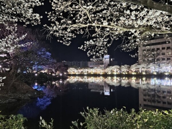 단거리 해외여행 수요 못지않게 오는 5~6월 황금연휴에 추가 연차를 내야 하는 부담감과 높은 환율 등으로 인해 국내 여행을 택하는 여행객도 많을 전망이다. 경북 김천시의 대표 벚꽃 명소, ‘연화지’ 야경. [출처=연합뉴스]