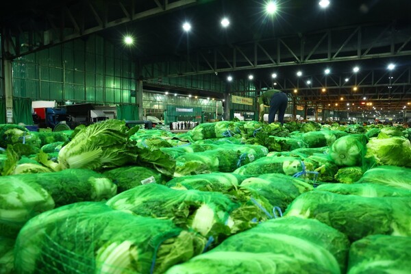 한국농수산식품유통공사 비축기지에 여름배추가 쌓여있다. [출처=농식품부]