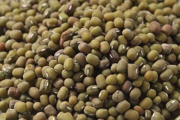 농림축산식품부가 2025년도 자유무역협정(FTA) 피해보전직접지불금 지원대상 품목으로 녹두를 선정했다. [출처=aT]