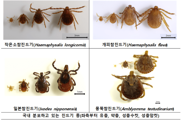 국내 분포 중인 진드기 종. [출처=농식품부]
