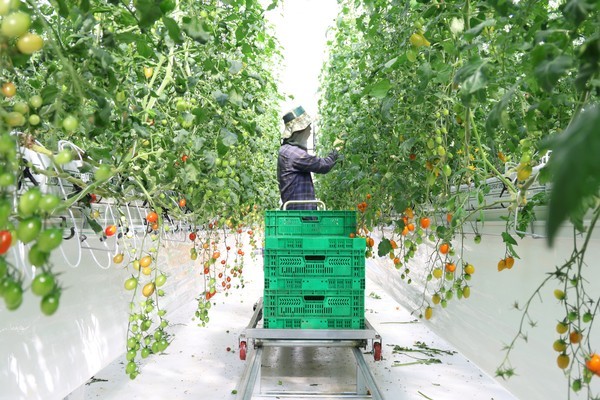전남 지역 스마트팜에서 청년농업인이 토마토를 수확하고 있다. [출처=전남도]