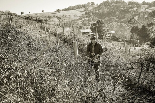 버려진 클라렌던 포도밭을 인수해 다시 포도재배를 위 한환경을 만들었다. [출처=베커스 와이너리]