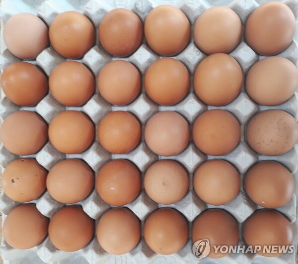 계란 [출처=연합뉴스]