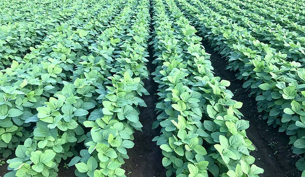 논콩 재배지역. [출처=농촌진흥청]