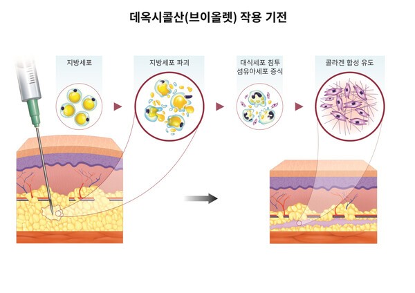 데옥시콜산 작용 기전. [출처=대웅제약]
