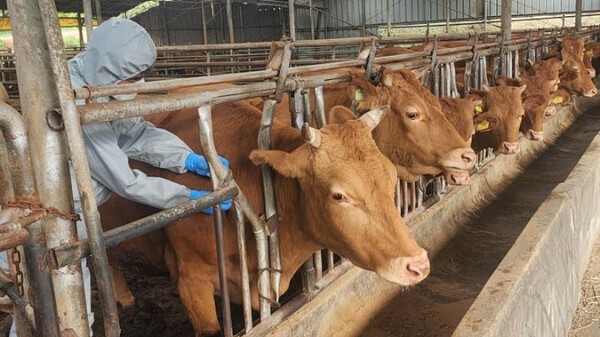 정부가 가축 살처분 보상금 지급 기준을 대폭 개선했다. [출처=충남도]