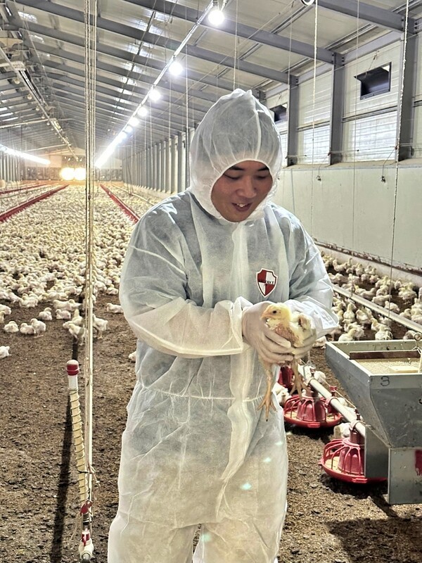 전북 익산에 위치한 '류재한 농장'에서 이근우 축산 MD가 어린 닭의 건강 상태를 점검하고 있다. [출처=롯데쇼핑]