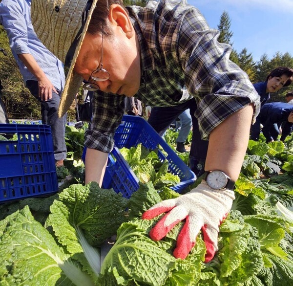 지난해 10월17일 당시 더불어민주당 이재명 대표가 강원 평창군 방림면 배추밭을 찾아 수확을 하며 작황 상황을 살펴보고 있다. [출처=연합뉴스]