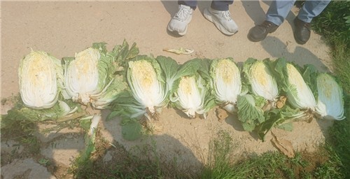 추대 피해를 본 배추들의 모습. [출처=연합뉴스]