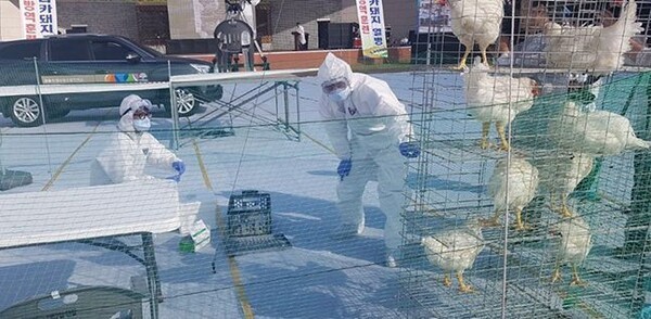 농식품부가 충남 산란계 농장을 대상으로 방역 실태 점검에 나선다.  [출처=연합뉴스]