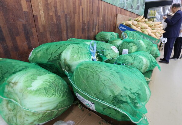 지난 해 고온에 가뭄까지 겹쳐 여름 배추 생산이 줄어 소매 가격이 한때 전년의 두 배 수준으로 치솟았다. 사진은 서울의 한 대형마트에 배추가 진열돼 있다. [출처=연합뉴스]