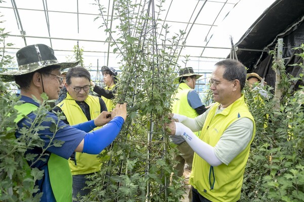 NH농협금융은 19일, 경기 김포시 고촌읍에서 영농철을 맞아 농촌 일손돕기를 실시했다. 이찬우 회장(오른쪽에서 첫 번째), 이재호 부사장(오른쪽에서 두 번째), 조동환 김포고촌농협 조합장(오른쪽에서 세 번째)이 국화 끈 묶이를 하고 있다. [출처=NH농협금융]