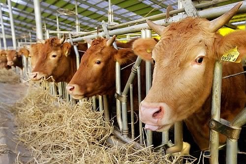 전국한우협회가 정부의 대미 통상 협상 기조에 강력히 반발했다. [출처=연합]