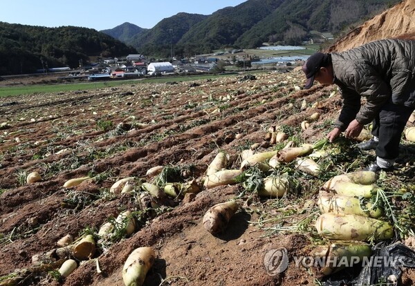 기후위기에 대응해 재해 피해 농가를 위한 제도가 보완된다. [출처=연합뉴스]
