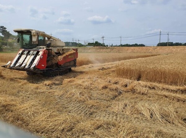 충남 서천군이 지역에서 생산된 밀을 활용하는 음식점과 외식업소, 식품 제조업체를 대상으로 밀 1㎏당 1000원의 보조금을 지원하는 소비 촉진 정책을 시행한다. [출처=연합뉴스]