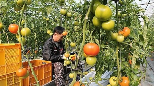 충북 청주시가 청년층의 농업 진입 장벽을 낮추고 첨단농업 역량을 키우기 위한 실습형 스마트팜 사업에 속도를 내고 있다. [출처=연합뉴스]