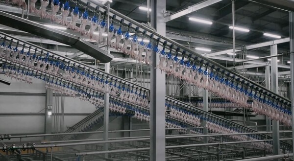 하림 익산공장에서 도계된 닭의 에어 칠링(Air Chilling)이 실시되는 모습. 에어 칠링은 닭을 냉수 대신 차가운 공기(냉풍)로 냉각하는 방식으로, 북미·유럽 등에서 위생과 품질 향상을 위해 선호하는 냉각법으로 알려져 있다. 하림은 해당 방식을 대규모로 도입해 운영 중이다. [출처=하림]